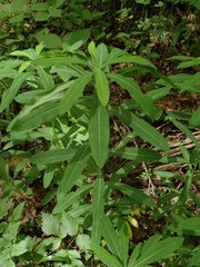 Euphorbia purpurea