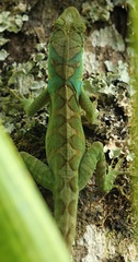 Anolis apollinaris