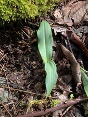 Platanthera transversa