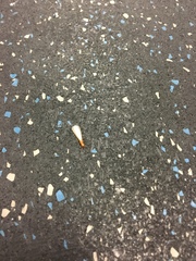Incisitermes snyderi