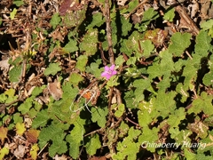 Geranium nepalense thunbergii