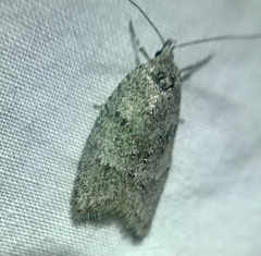 Semioscopis inornata
