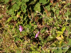 Geranium nepalense thunbergii