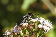 Macrocneme leucostigma
