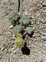 Oreonana vestita