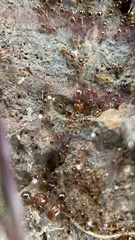 Pheidole californica