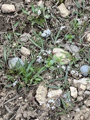 Lomatium linearifolium