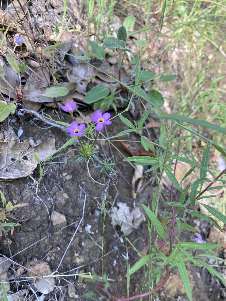 Leptosiphon in May 2022 by rangerronni · iNaturalist