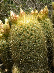 Coryphantha erecta