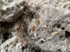 Pheidole californica