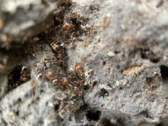 Pheidole californica
