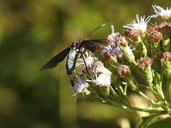 Macrocneme leucostigma