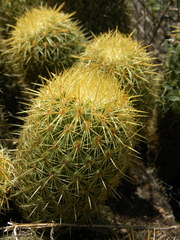 Coryphantha erecta