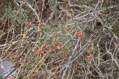 Cylindropuntia leptocaulis