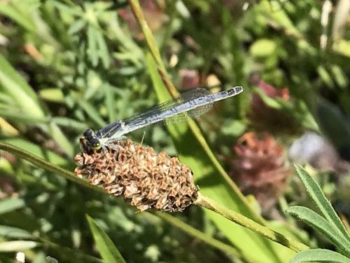 Western Forktail photo 5