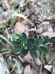 Olearia myrsinoides