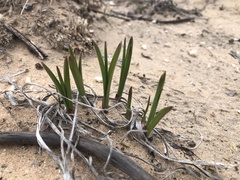 Anticlea elegans glauca