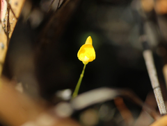 Utricularia subulata