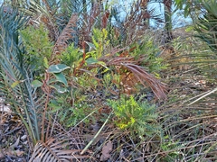 Banksia armata