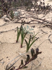 Anticlea elegans glauca