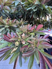 Eriobotrya japonica