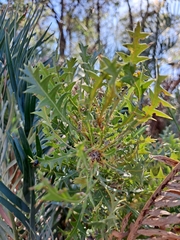 Banksia armata