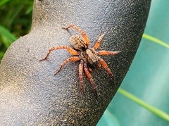 Trochosa sepulchralis
