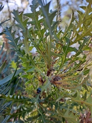 Banksia armata