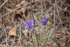 Solanum elaeagnifolium