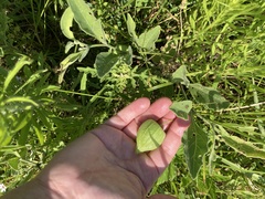 Physalis cinerascens spathulifolia