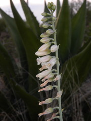 Hemiphylacus alatostylus