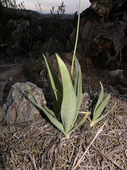 Hemiphylacus alatostylus