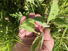 Physalis cinerascens spathulifolia