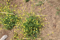 Rapistrum rugosum