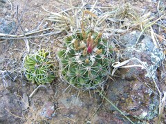 Coryphantha clavata clavata