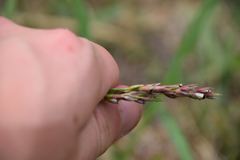 Sorghum halepense