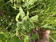 Physalis cinerascens spathulifolia