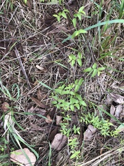 Puccinia myrsiphylli