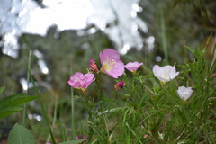 Oenothera speciosa