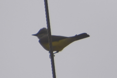 Tyrannus verticalis