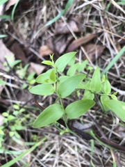 Puccinia myrsiphylli