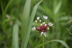 Allium canadense