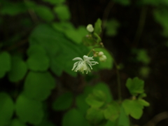 Thalictrum clavatum