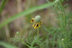 Ratibida columnifera