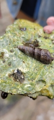 Batillaria attramentaria