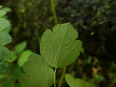 Thalictrum clavatum
