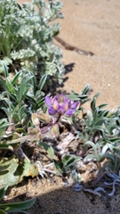 Lupinus tidestromii