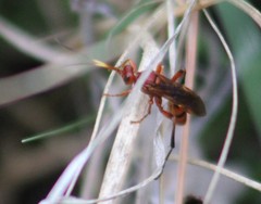 Trogomorpha arrogans