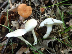 Hygrophorus occidentalis