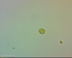 Parvodinium umbonatum